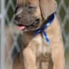 Cane Corso puppies photo 1