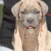 Cane Corso puppies photo 2