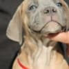 Cane Corso puppies photo 3
