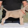 Cane Corso puppies photo 4