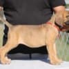 Cane Corso puppies photo 5
