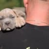 Cane Corso puppies photo 6