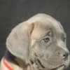 Cane Corso puppies photo 7