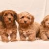 Havanese Bichon puppies photo 1