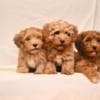Havanese Bichon puppies photo 2