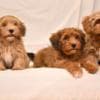 Havanese Bichon puppies photo 3