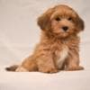 Havanese Bichon puppies photo 4