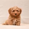 Havanese Bichon puppies photo 5