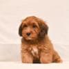 Havanese Bichon puppies photo 6
