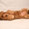 Havanese Bichon puppies photo 7