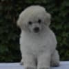 Miniature White Poodles photo 3