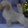 Miniature White Poodles photo 4