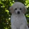 Miniature White Poodles photo 5