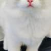 beautiful ragdoll for sell photo 2