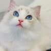 beautiful ragdoll for sell photo 1
