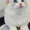beautiful ragdoll for sell photo 3