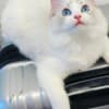 beautiful ragdoll for sell photo 4