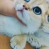 beautiful British shorthair photo 1