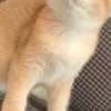 beautiful British shorthair photo 2