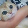 beautiful British shorthair photo 3