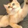 beautiful British shorthair photo 4