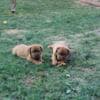 Dogue de Bordeaux puppies photo 1