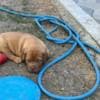Dogue de Bordeaux puppies photo 2