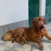 Dogue de Bordeaux puppies photo 3