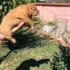 Dogue de Bordeaux puppies photo 4