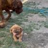 Dogue de Bordeaux puppies photo 5