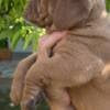 Dogue de Bordeaux puppies photo 6