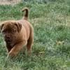Dogue de Bordeaux puppies photo 9