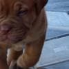 Dogue de Bordeaux puppies photo 10
