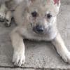 Czechoslovakian Wolfdog  puppies photo 6