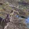 Czechoslovakian Wolfdog  puppies photo 8