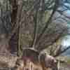 Czechoslovakian Wolfdog  puppies photo 9
