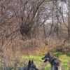 Czechoslovakian Wolfdog  puppies photo 10