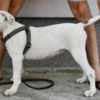 American Bulldog puppies photo 1