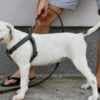 American Bulldog puppies photo 2