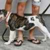 American Bulldog puppies photo 3