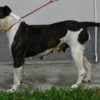American Bulldog puppies photo 4