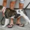 American Bulldog puppies photo 5