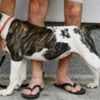 American Bulldog puppies photo 6