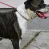 American Bulldog puppies photo 7