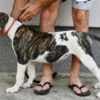 American Bulldog puppies photo 8