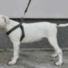 American Bulldog puppies photo 9