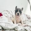 French Bulldog puppies photo 1