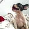 French Bulldog puppies photo 2
