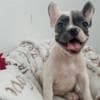 French Bulldog puppies photo 3