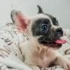 French Bulldog puppies photo 4